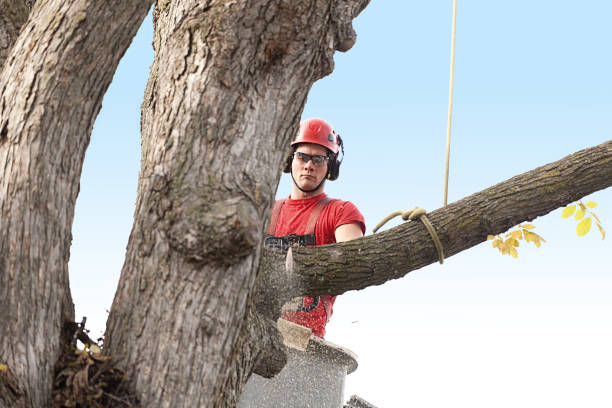 Best Tree and Shrub Care  in Holcom, KS